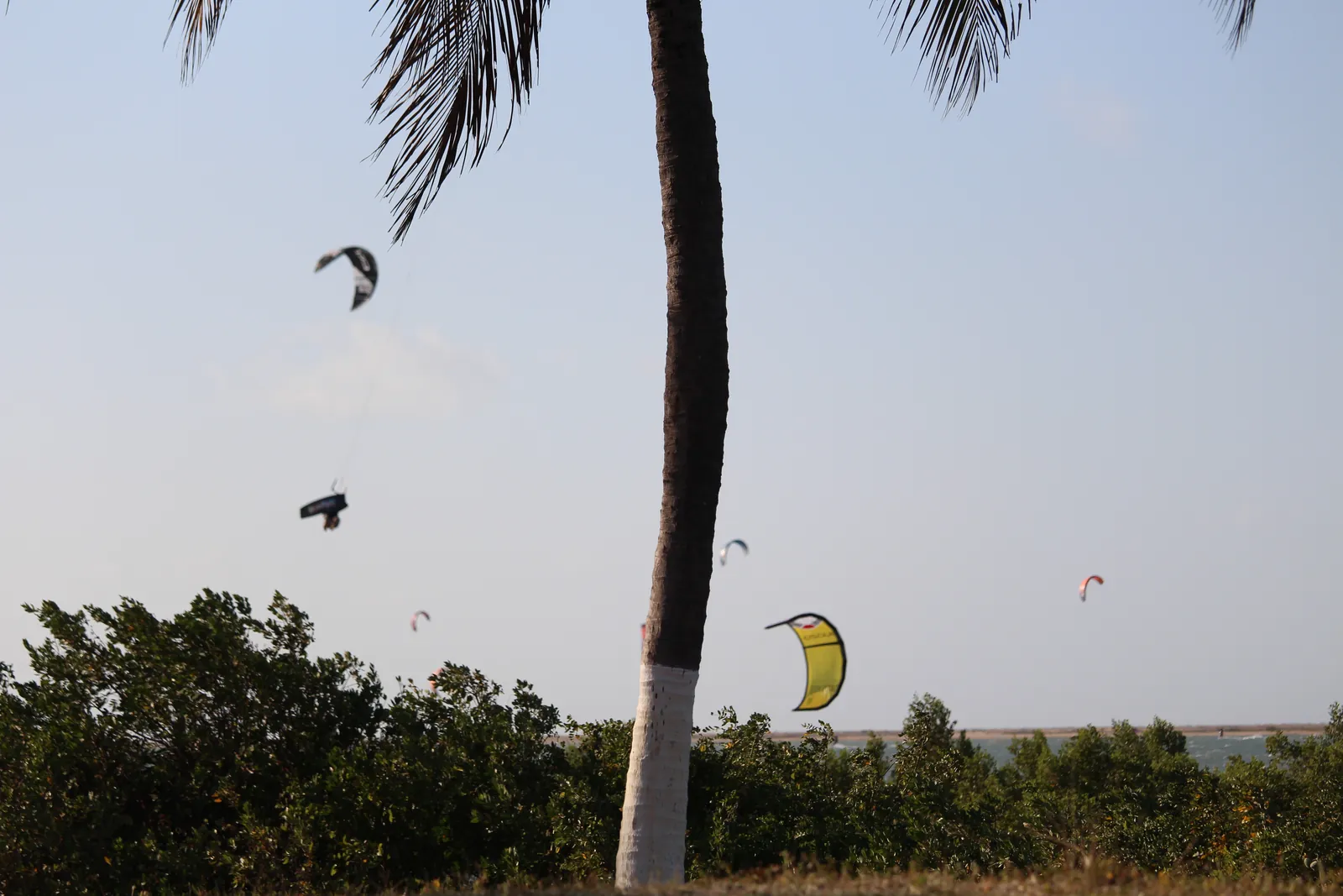Múltiplas pipas coloridas no céu sobre o spot de kitesurf emoldurado por coqueiros na Ilha do Guajirú